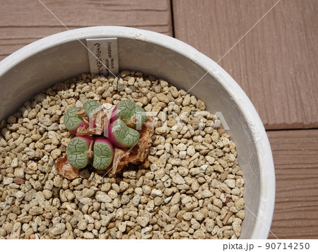 多肉植物 コノフィツム属 ウィッテベルゲンセ 脱皮して増えたコノフィツム 写真 90714250