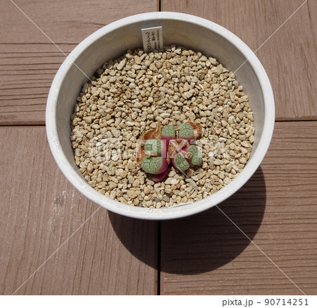 多肉植物 コノフィツム属 ウィッテベルゲンセ 脱皮して増えたコノフィツム 写真 多肉植物 コノフィツム属 ウィッテベルゲンセ 脱皮して増えたコノフィツム 写真 90714251