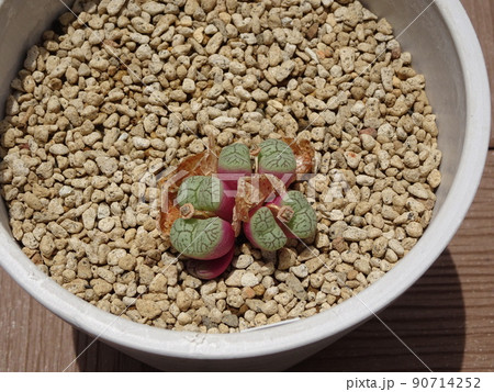 多肉植物 コノフィツム属 ウィッテベルゲンセ 脱皮して増えたコノフィツム 写真 90714252