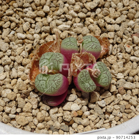 多肉植物 コノフィツム属 ウィッテベルゲンセ 脱皮して増えた 多肉植物 コノフィツム属 ウィッテベルゲンセ 脱皮して増えた