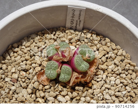 多肉植物 コノフィツム属 ウィッテベルゲンセ 脱皮して増えたコノフィツム 写真 90714256
