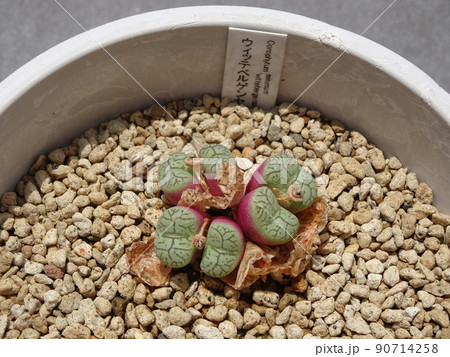 多肉植物 コノフィツム属 ウィッテベルゲンセ 脱皮して増えたコノフィツム 写真 90714258