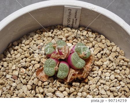 多肉植物 コノフィツム属 ウィッテベルゲンセ 脱皮して増えたコノフィツム 写真 90714259