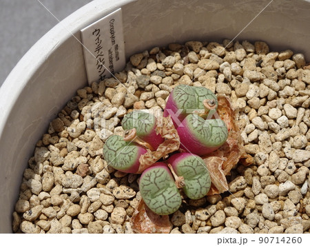 多肉植物 コノフィツム属 ウィッテベルゲンセ 脱皮して増えたコノフィツム 写真 90714260