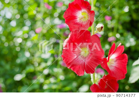 満開の真っ赤なタチアオイ 90714377
