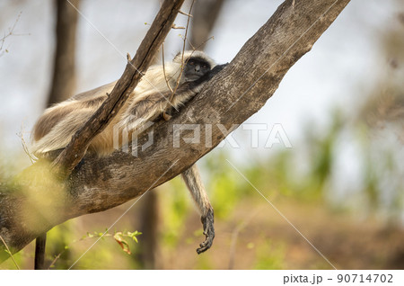 Gray or Hanuman langurs or indian langur or monkey resting or siesta on tree in summer season ungle safari at ranthambore national park forest sawai madhopur rajasthan india - Semnopithecus Gray or Hanuman langurs or indian langur or monkey resting or siesta on tree in summer season ungle safari at ranthambore national park forest sawai madhopur rajasthan india - Semnopithecus 90714702