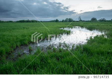 A wet meadow and a cloudy evening sky 90714735