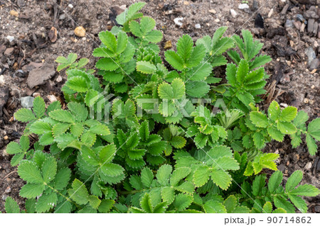 Agrimonia, Eupatoria, is an important medicinal plant with yellow flowers. It is a beautiful perennial plant and is also used in medicine. 90714862