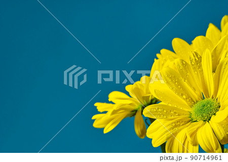 Beautiful fresh yellow chrysanthemum, close-up shot, yellow daisies flowers isolated on Turkish color background. Beautiful fresh yellow chrysanthemum, close-up shot, yellow daisies flowers isolated on Turkish color background. 90714961
