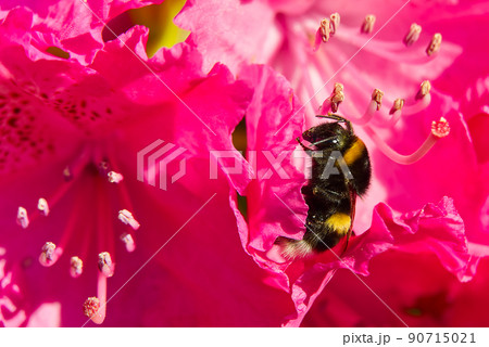 A Bumblebee sitting on a red rhododendron flower. A Bumblebee sitting on a red rhododendron flower. 90715021