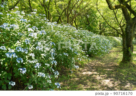 紫陽花が咲き並ぶ巾着田 紫陽花が咲き並ぶ巾着田 90716170