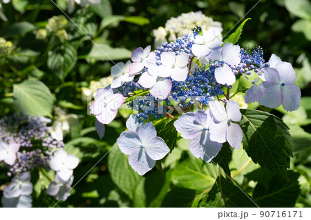 陽の光が当たっている紫陽花 90716171