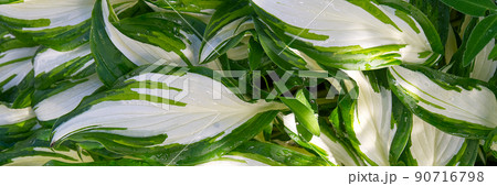 Plantain lilies, Hosta plant in the garden. Close-up green and white leaves, background. wide shoot, panorama. 90716798