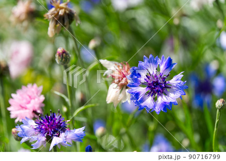Blooming mountain knapweed Centaurea montana, The Estonian national flower is the cornflower. Blooming mountain knapweed Centaurea montana, The Estonian national flower is the cornflower. 90716799