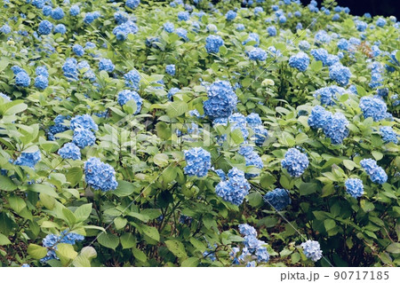紫陽花 梅雨 90717185