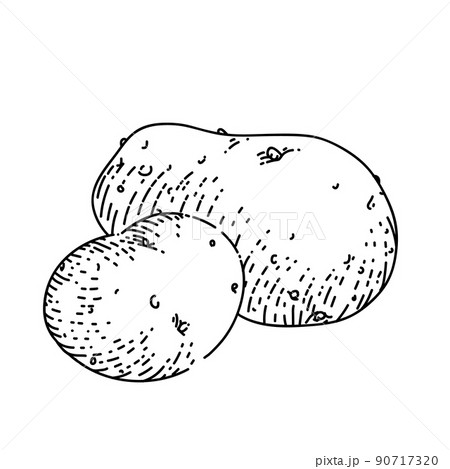 potato vegetable sketch hand drawn vector 90717320