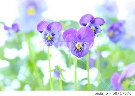 スミレ パンジー 紫色の花 明るい背景 スミレ パンジー 紫色の花 明るい背景 90717576