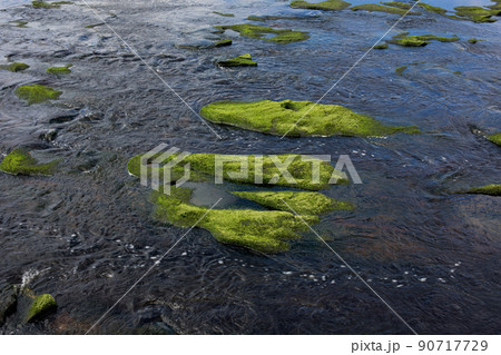 Algae Covered Rocks in a River Estuary in Springtime 90717729
