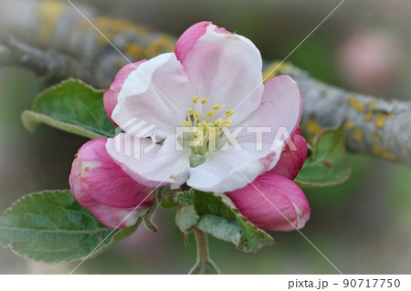 Closeup on the colorful pink and white blossoming European crab apple, Malus sylvestris Closeup on the colorful pink and white blossoming European crab apple, Malus sylvestris 90717750