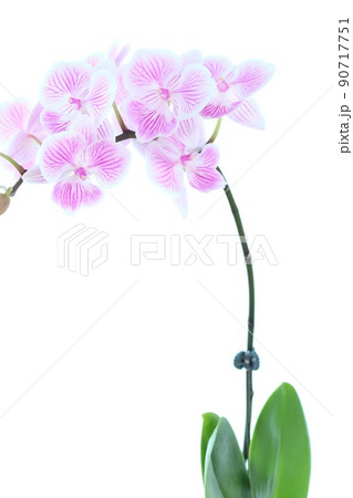 ミニ胡蝶蘭 ラン 白地にピンク色の筋が入った花 明るい背景 ミニ胡蝶蘭 ラン 白地にピンク色の筋が入った花 明るい背景 90717751