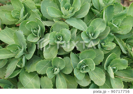 Closeup on an emerging orpine, livelong succulent plant, Sedum or Hylotelephium telephium 90717756