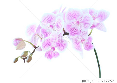 ミニ胡蝶蘭　ラン　白地にピンク色の筋が入った花　明るい背景 90717757