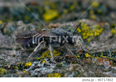 Closeup on a dark black female furrow bee, Lasioglossum costulatum covered with pollen from Bellflowers, Campanula Closeup on a dark black female furrow bee, Lasioglossum costulatum covered with pollen from Bellflowers, Campanula 90717802