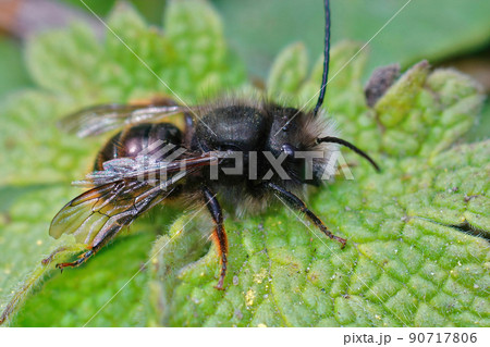 Closeup of a worn male the horned orchard mason bee , Osmia cornuta in the garden 90717806