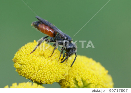Closeup on a colorful red cleptoparasite blood bee, Sphecodes drinking nectar from a yellow Tansy flower Closeup on a colorful red cleptoparasite blood bee, Sphecodes drinking nectar from a yellow Tansy flower 90717807