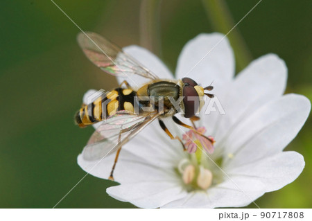 Closeup of a migrant hoverfly, Eupeodes corollae on a a white geranium flower in the garden Closeup of a migrant hoverfly, Eupeodes corollae on a a white geranium flower in the garden 90717808