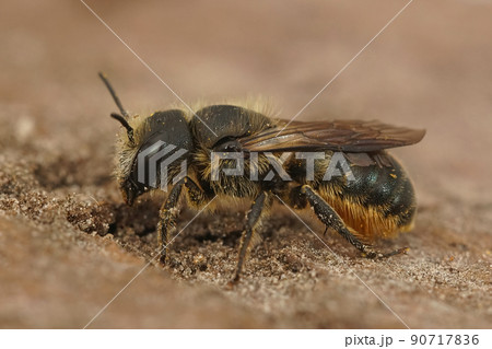 Closeup on a female Jersey mason be, Osmia niveata sitting on wood 90717836