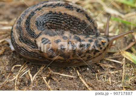 Closeup on the grey leopard slug , Limax maximus curled up on the ground 90717887
