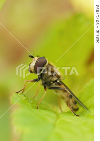 Closeup on a Migrant hoverfly, Eupeodes corollae, sitting on a green leaf in the garden 90717893