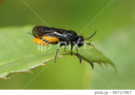 Closeup on the colorful orange and black sawlfy, Arge pagana sitting on a green leaf Closeup on the colorful orange and black sawlfy, Arge pagana sitting on a green leaf 90717967