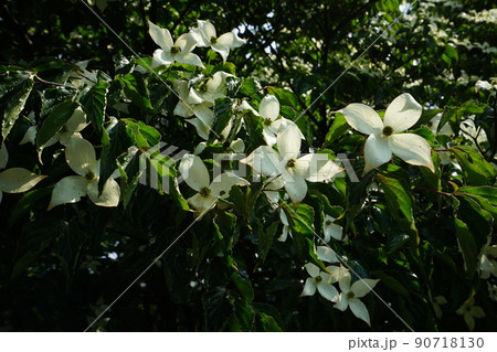 旅行 自然 歴史 90718130