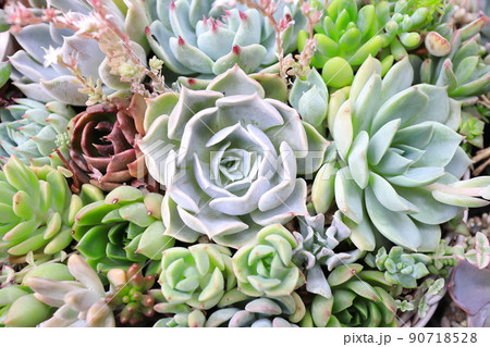 多肉植物の多種多彩な寄せ植え 多肉植物の多種多彩な寄せ植え 90718528