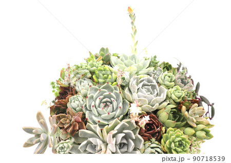 多肉植物の多種多彩な寄せ植え 多肉植物の多種多彩な寄せ植え 90718539