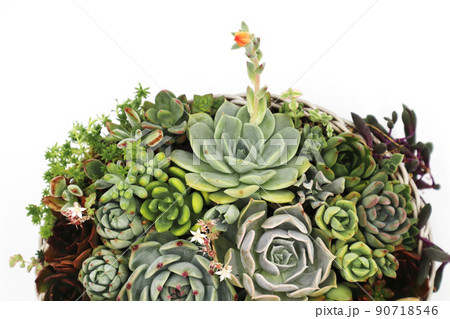 多肉植物の多種多彩な寄せ植え 多肉植物の多種多彩な寄せ植え 90718546