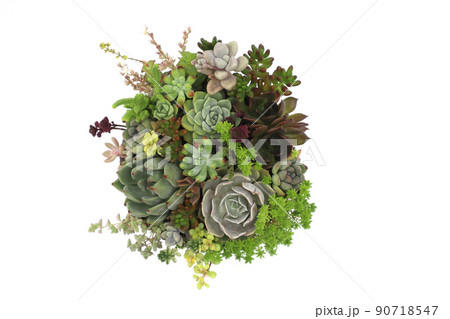 多肉植物の多種多彩な寄せ植え 90718547