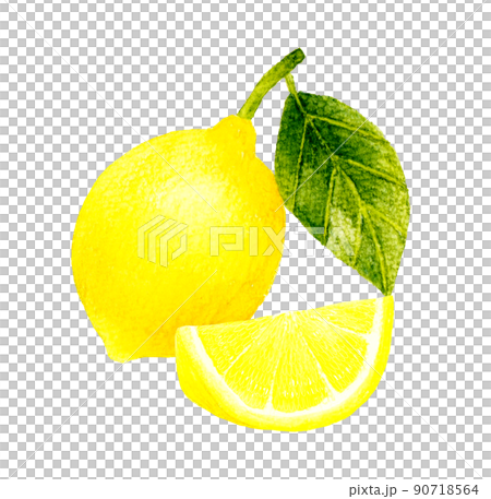 くし切りのレモンの果実のイラスト フルーツの手描き水彩イラスト素材 くし切りのレモンの果実のイラスト フルーツの手描き水彩イラスト素材 90718564