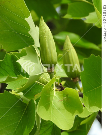 ユリノキ（百合の木）の実 90718585