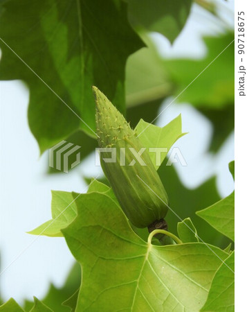 ユリノキ(百合の木)の実 ユリノキ(百合の木)の実 90718675