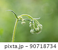 お辞儀をするハルジオンのつぼみの集まり_曇天横1 90718734