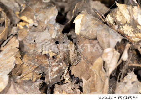 ヤマアカガエル 90719047