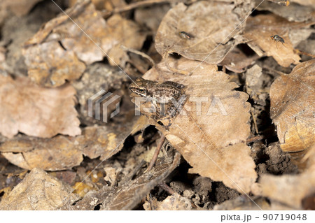 ヤマアカガエル ヤマアカガエル 90719048