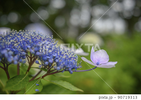 紫色のガクアジサイ　紫陽花のイメージ 90719313