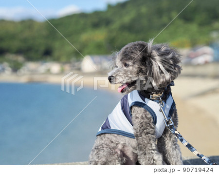 夏のビーチを背景に散歩するトイプードル　爽やかな夏のイメージ 90719424