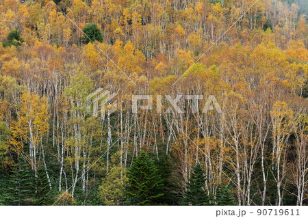 秋の志賀高原の紅葉 90719611