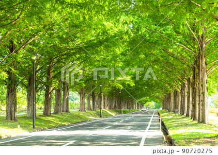 《滋賀県》メタセコイヤ並木・新緑シーズン 《滋賀県》メタセコイヤ並木・新緑シーズン 90720275