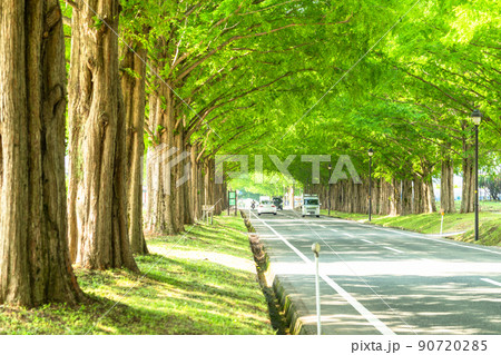 《滋賀県》メタセコイヤ並木・新緑シーズン 《滋賀県》メタセコイヤ並木・新緑シーズン 90720285